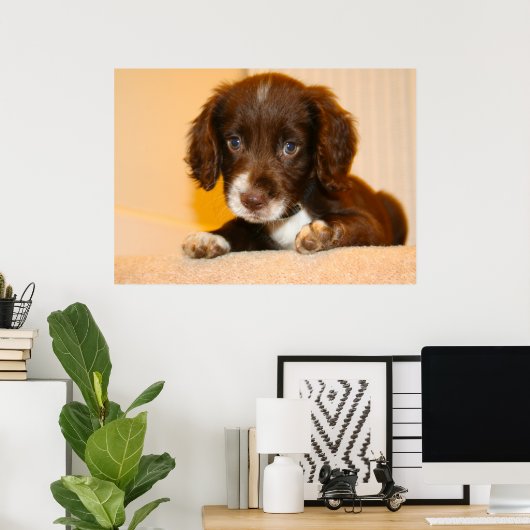 Springer Cocker Spaniel kruising puppy Poster (Thuiskantoor)