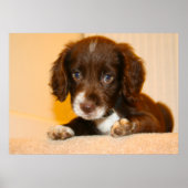 Springer Cocker Spaniel kruising puppy Poster (Voorkant)