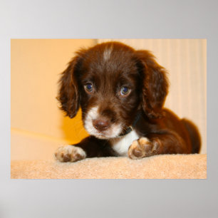 Springer Cocker Spaniel kruising puppy Poster