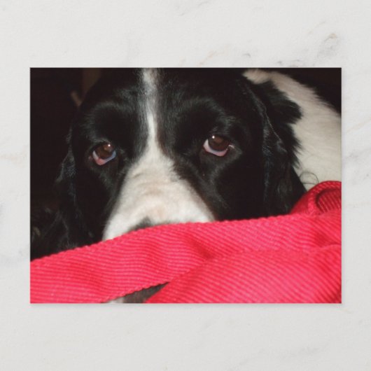 Springer Postcard Briefkaart (Voorkant)