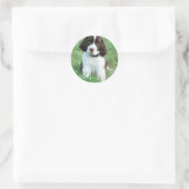 Springer Puppy Stickers (Tas)