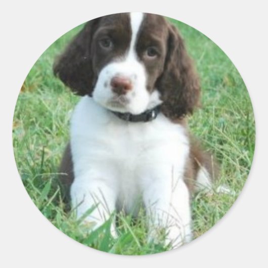 Springer Puppy Stickers (Voorkant)
