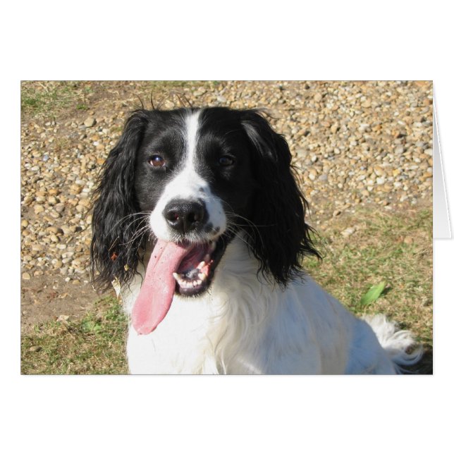 Springer Spaniel (Voorkant Horizontaal)