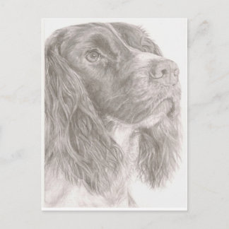 Springer Spaniel Briefkaart
