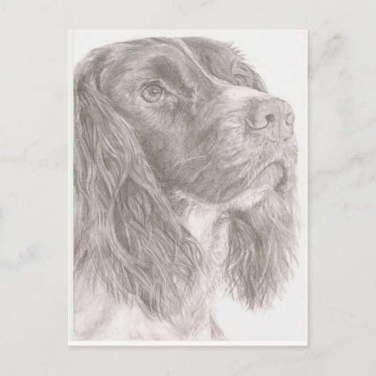 Springer Spaniel Briefkaart (Voorkant)
