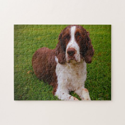 Springer Spaniel Dog Jigsaws. Legpuzzel (Horizontaal)
