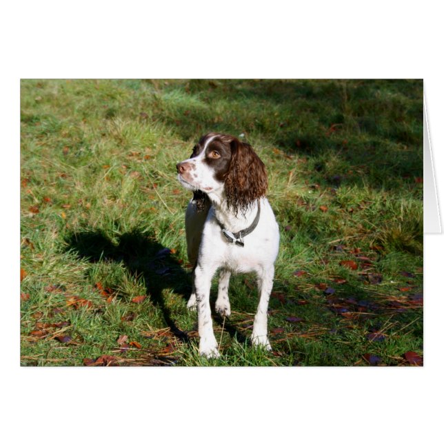 Springer Spaniel Dog-kaart (Voorkant Horizontaal)