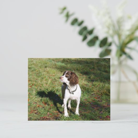 Springer Spaniel Dog Post Card Briefkaart (Staand voorkant)