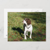 Springer Spaniel Dog Post Card Briefkaart (Voorkant / Achterkant)
