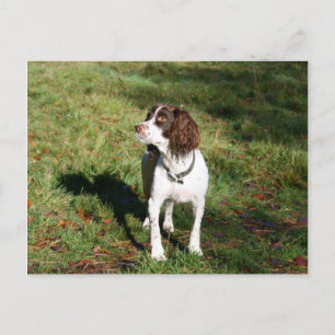Springer Spaniel Dog Post Card Briefkaart