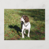 Springer Spaniel Dog Post Card Briefkaart (Voorkant)