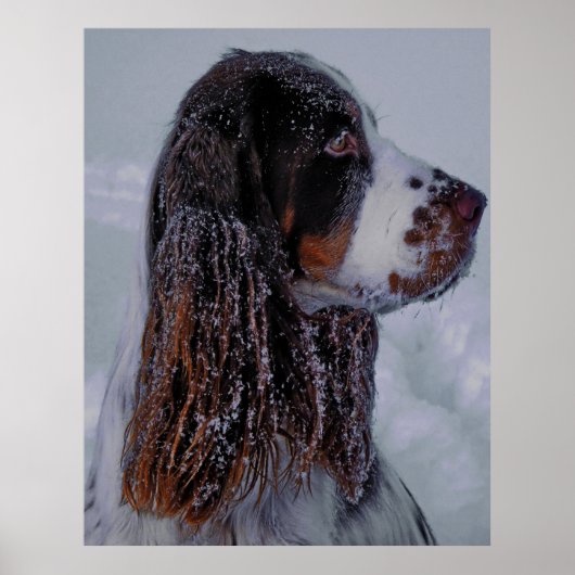 Springer Spaniel Dog Poster. Poster (Voorkant)