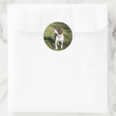Springer Spaniel Dog Stickers (Tas)