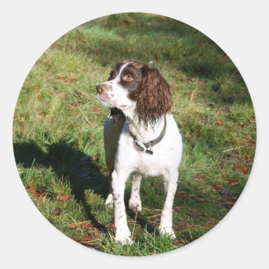Springer Spaniel Dog Stickers (Voorkant)