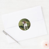 Springer Spaniel Dog Stickers (Envelop)