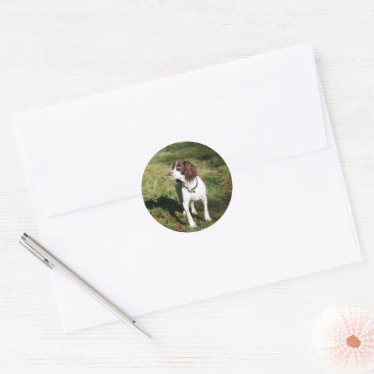 Springer Spaniel Dog Stickers (Envelop)