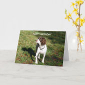 Springer Spaniel HAPPY VERJAARDAGSKAART Kaart (Gele Bloem)