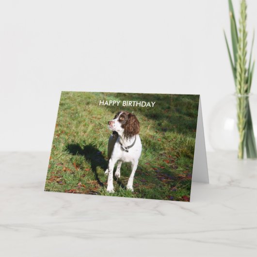 Springer Spaniel HAPPY VERJAARDAGSKAART Kaart (Voorkant)