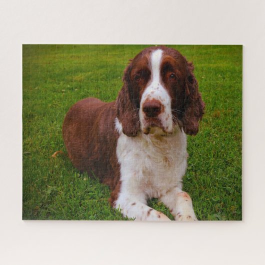 Springer Spaniel Hond Legpuzzels. Legpuzzel (Horizontaal)