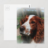 Springer Spaniel Hondenkunst Briefkaart (Voorkant / Achterkant)