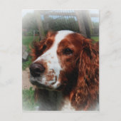 Springer Spaniel Hondenkunst Briefkaart (Voorkant)