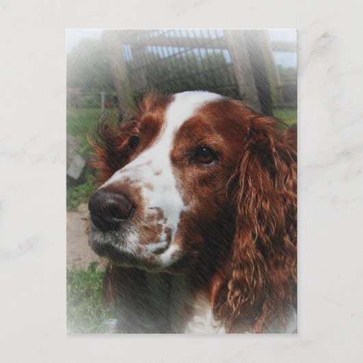 Springer Spaniel Hondenkunst Briefkaart (Voorkant)