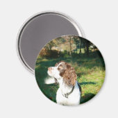 Springer Spaniel Hondenmagneet Magneet (Voorkant / Achterkant)