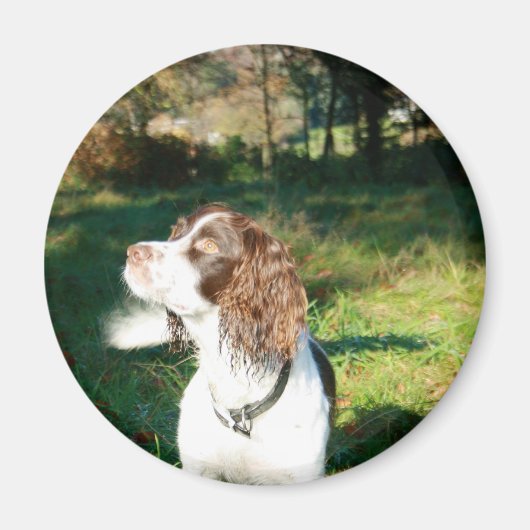 Springer Spaniel Hondenmagneet Magneet (Voorkant)