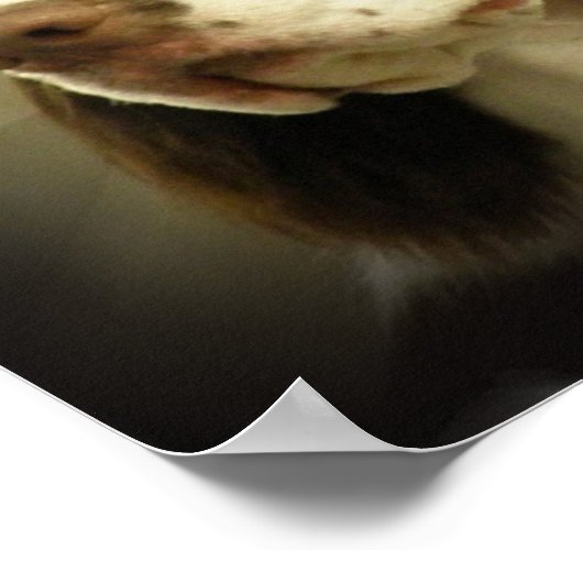 Springer Spaniel Print (Hoek)