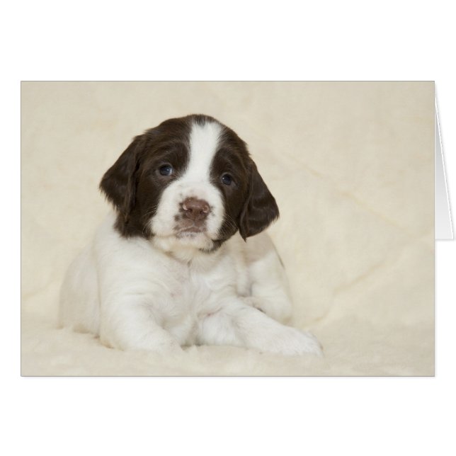 Springer Spaniel Puppy (Voorkant Horizontaal)