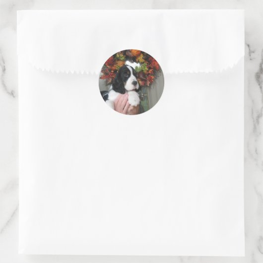 Springer Spaniel Stickers (Tas)