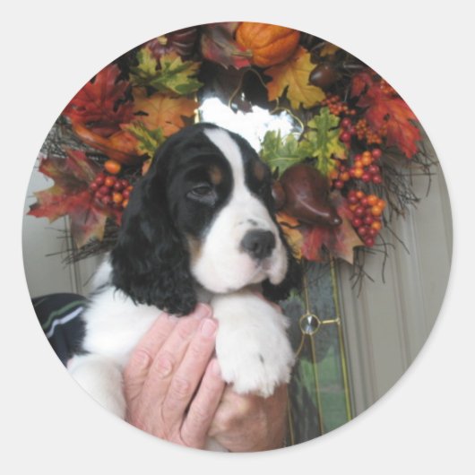 Springer Spaniel Stickers (Voorkant)