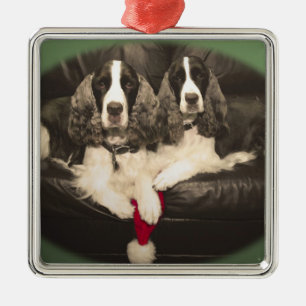 Springer Spaniels Ornament