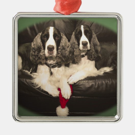 Springer Spaniels Ornament (Voorkant)