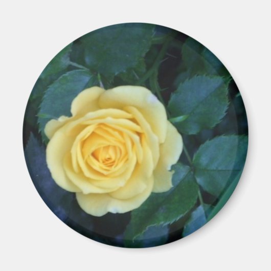 Springfoto's 017 magneet (Voorkant)