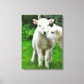 SPRINGLAMBS CANVAS AFDRUK (Voorkant)
