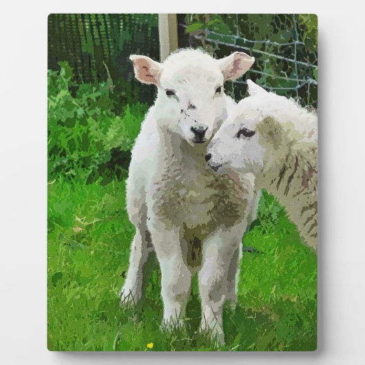 SPRINGLAMBS FOTOPLAAT (Voorkant)