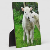 SPRINGLAMBS FOTOPLAAT (Zijkant)