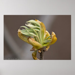 Springs-bladeren, Poster