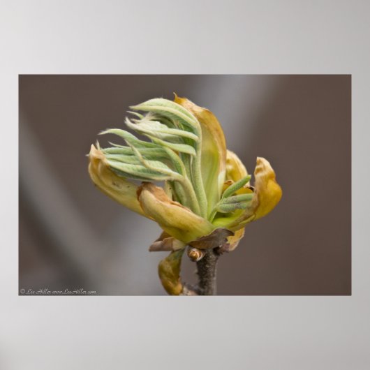 Springs-bladeren, Poster (Voorkant)