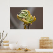 Springs-bladeren, Poster (Keuken)