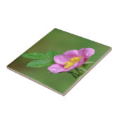 Springs Storm Beauty Wild Roos in Regen Tegel Tegeltje (Zijkant)