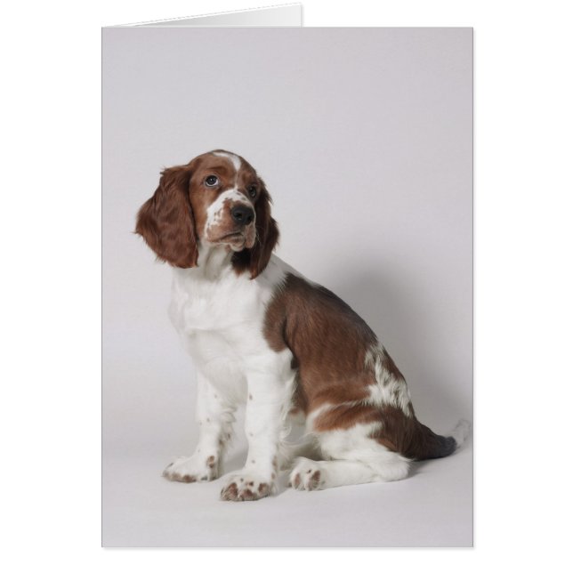 Springspaniel (Voorkant)