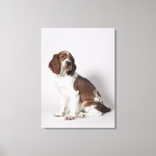Springspaniel Canvas Afdruk (Voorkant)