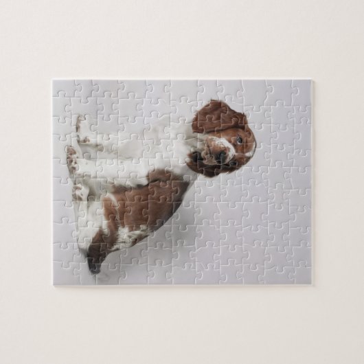 Springspaniel Legpuzzel (Horizontaal)