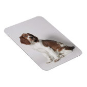 Springspaniel Magneet (Rechterzijde)