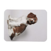 Springspaniel Magneet (Horizontaal)