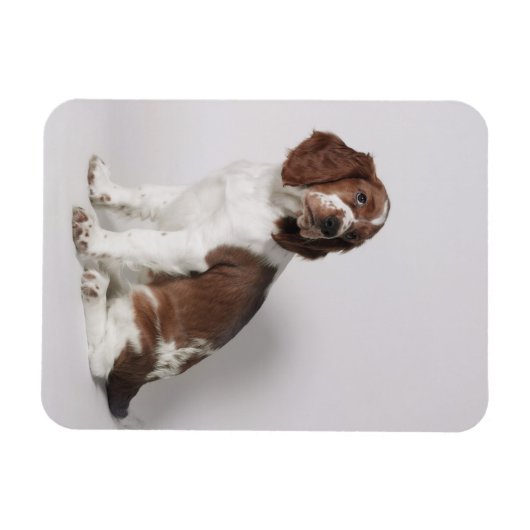Springspaniel Magneet (Horizontaal)