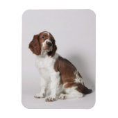 Springspaniel Magneet (Verticaal)