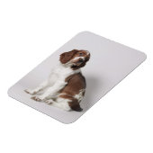 Springspaniel Magneet (Linkerzijde)